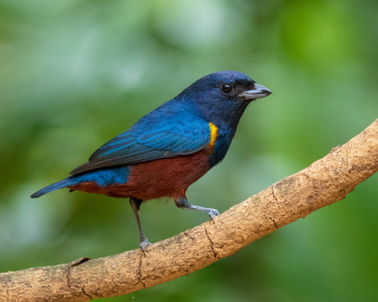 Close to Nature - Bird Chirping in a Forest